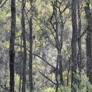 Allocasuarina luehmannii met groene bladeren en borstelvormige takken tegen natuurlijke achtergrond.