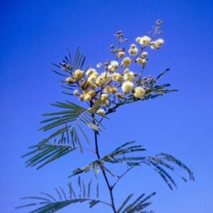Acacia berlandieri tak met gele bloemen en donkergroene bladeren.