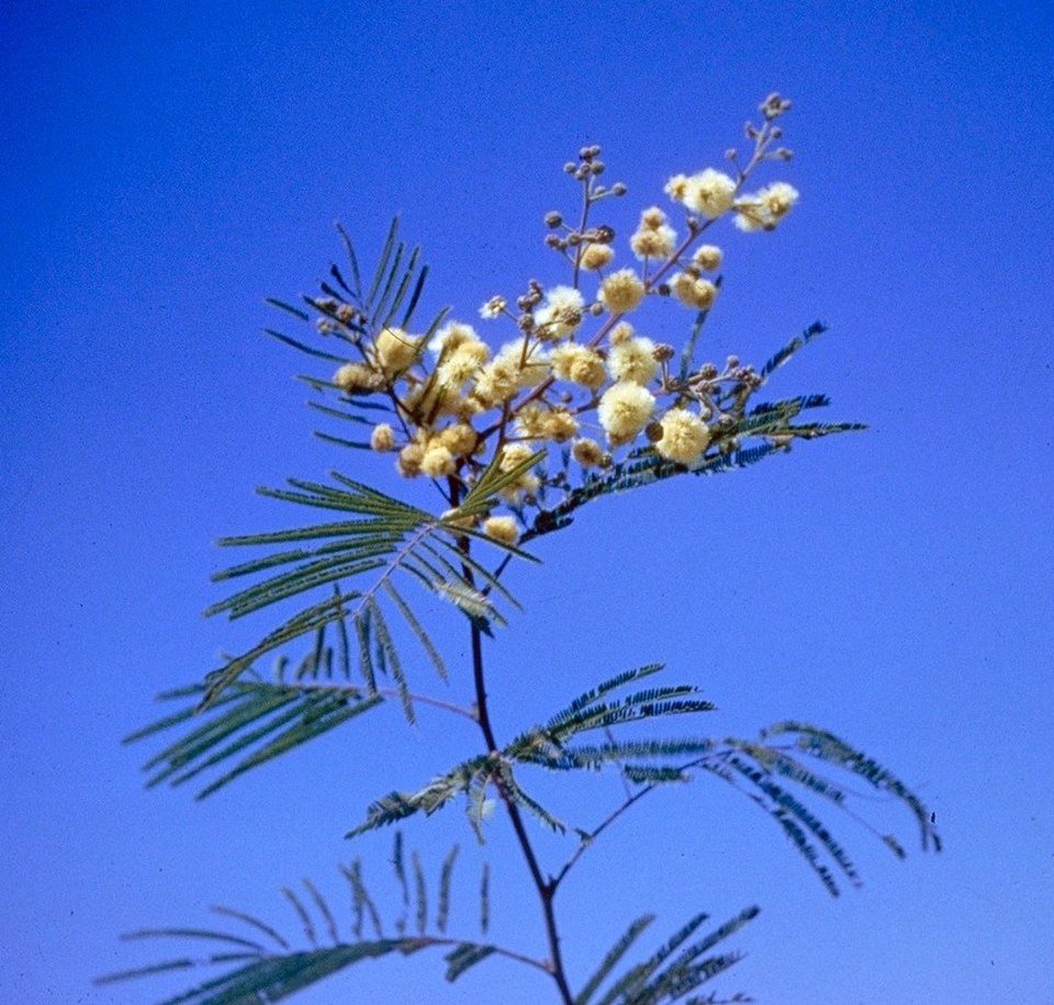 Acacia berlandieri tak met gele bloemen en donkergroene bladeren.