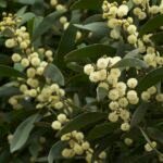 Zwart Acacia melanoxylon boomstam met donkere schors en groene bladeren.