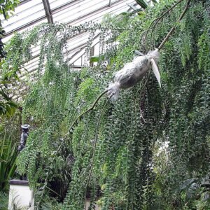 Bloeiende Acacia vestita plant met luchtwortels, Kew Gardens, juni 2008.