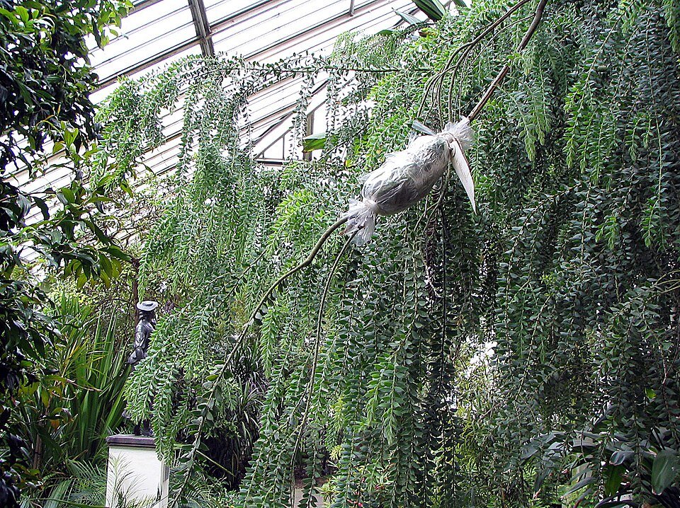 Bloeiende Acacia vestita plant met luchtwortels, Kew Gardens, juni 2008.