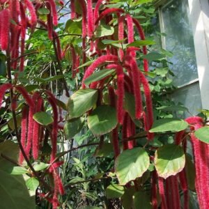 Rood pluimkatoenplant met lange borstelachtige bloemen.