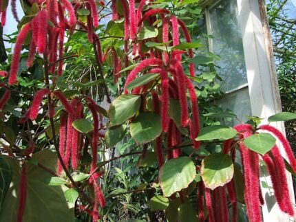 Rood pluimkatoenplant met lange borstelachtige bloemen.
