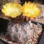 Kleine Acanthocalycium glaucum cactus met grijsblauwe tinten en witte doornen in een pot.