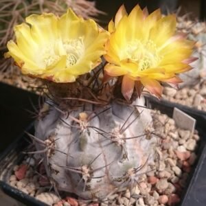 Kleine Acanthocalycium glaucum cactus met grijsblauwe tinten en witte doornen in een pot.