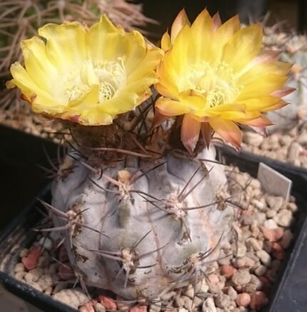 Kleine Acanthocalycium glaucum cactus met grijsblauwe tinten en witte doornen in een pot.