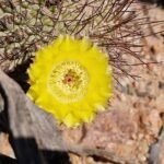 Pink-flowered Acanthocalycium thionanthum cactus with green stem and thorns.
