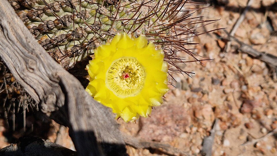 Pink-flowered Acanthocalycium thionanthum cactus with green stem and thorns.
