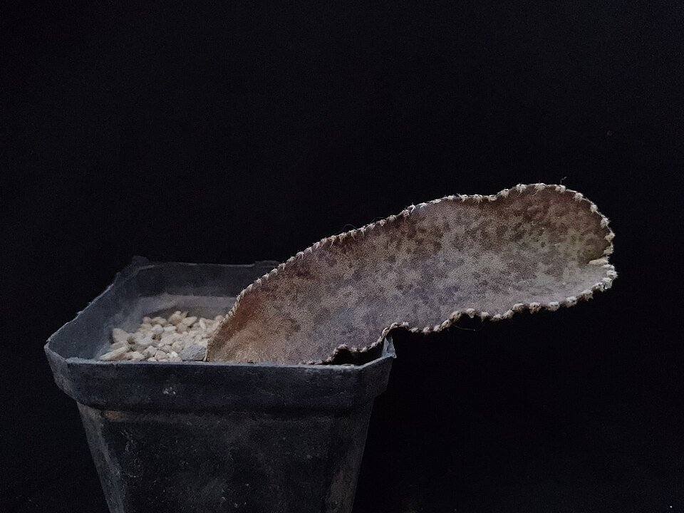 Acanthocereus tepalcatepecanus cactus met slanke groene stengels en witte doornen.