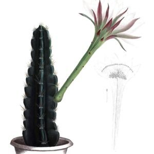 Acanthocereus tetragonus cactus met vierzijdige groene stelen en kleine witte bloemen in bloei.