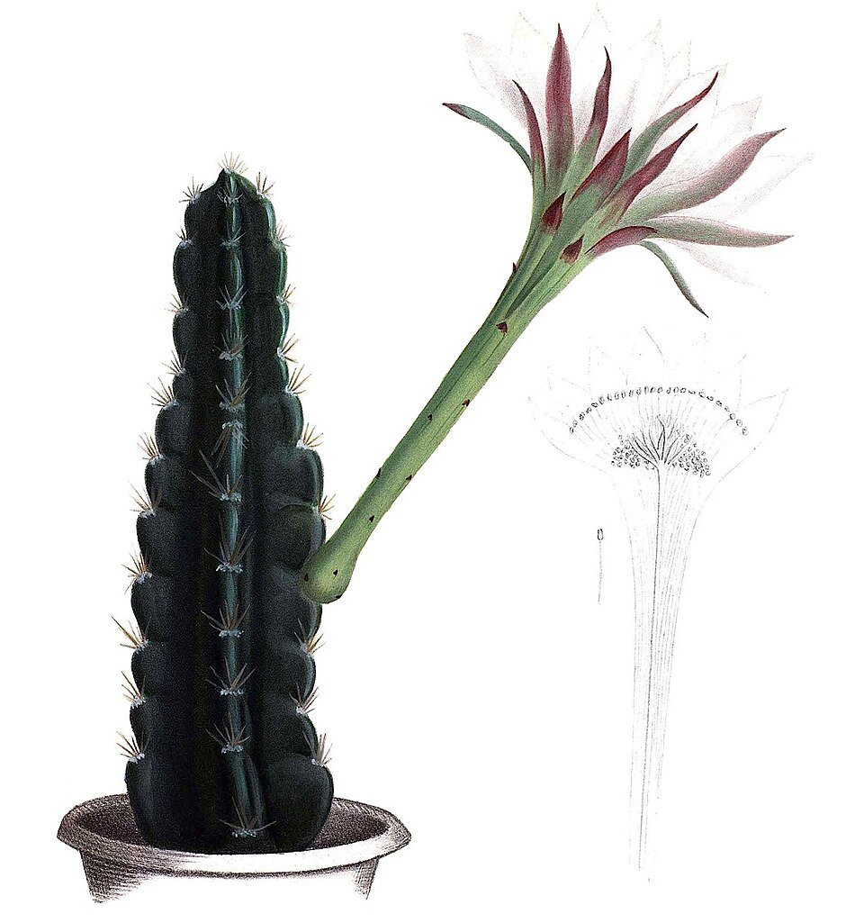 Acanthocereus tetragonus cactus met vierzijdige groene stelen en kleine witte bloemen in bloei.