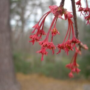 Rode esdoornboom met groene bladeren in de herfst.