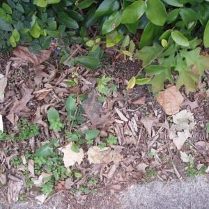 Acer buergerianum in herfstkleuren op een zonnige dag.