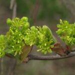 Spaanse aak boom in natuurlijke omgeving met groene bladeren.