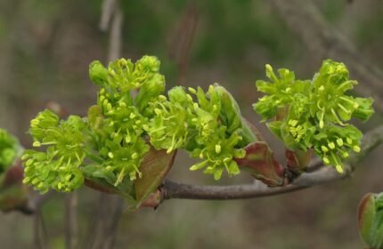 Spaanse aak boom in natuurlijke omgeving met groene bladeren.