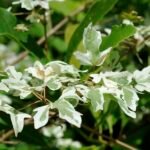 Acer campestre 'Carnival' boom met groen-witte gestreepte bladeren in tuinsetting.