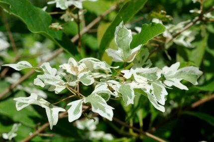 Acer campestre 'Carnival' boom met groen-witte gestreepte bladeren in tuinsetting.
