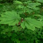 Acer circinatum boom met groene bladeren en rode takken.
