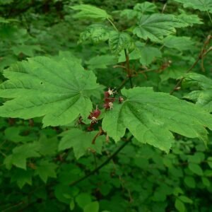 Acer circinatum boom met groene bladeren en rode takken.