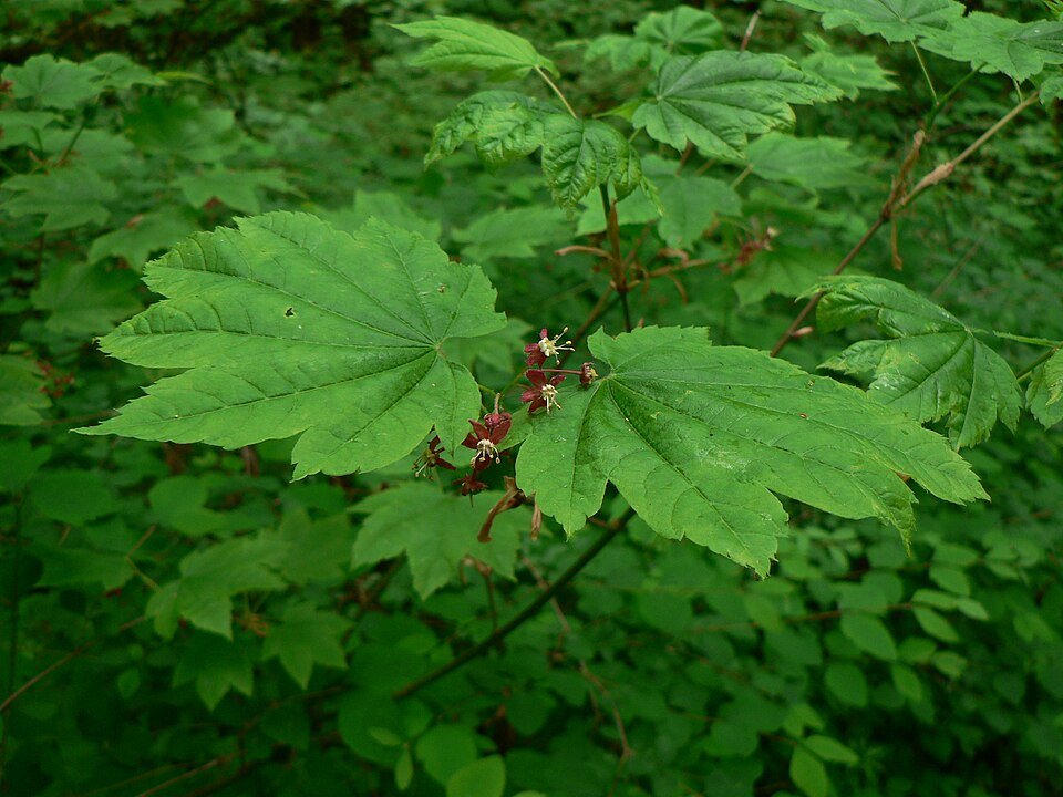 Acer circinatum boom met groene bladeren en rode takken.