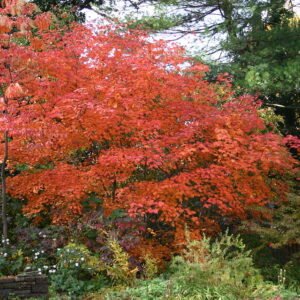 Acer japonicum in herfstkleur met diep ingesneden bladeren.