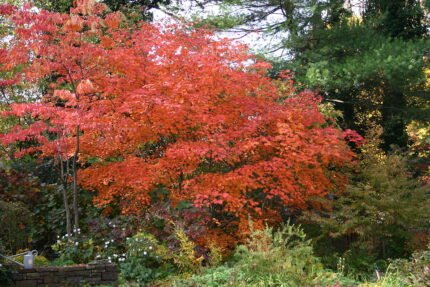 Acer japonicum in herfstkleur met diep ingesneden bladeren.