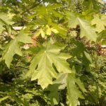 Grote Acer macrophyllum bladeren met groene tinten.