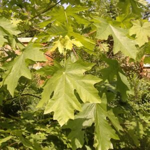 Grote Acer macrophyllum bladeren met groene tinten.