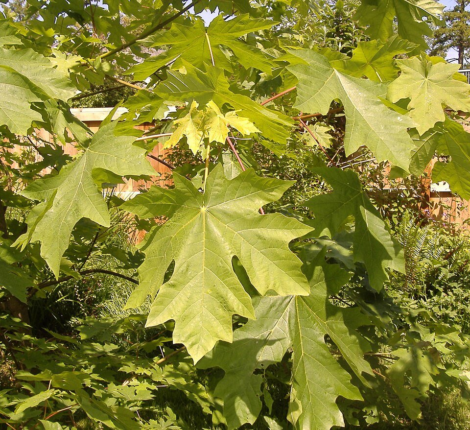 Grote Acer macrophyllum bladeren met groene tinten.