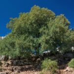 Montpelieresdoorn boom met groene bladeren tegen natuurlijke achtergrond.