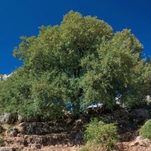 Montpelieresdoorn boom met groene bladeren tegen natuurlijke achtergrond.