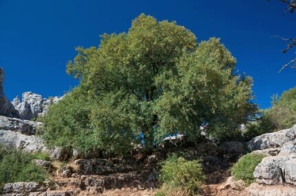 Montpelieresdoorn boom met groene bladeren tegen natuurlijke achtergrond.