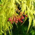 Japanse esdoornboom met groen en rood blad op kleigrond.
