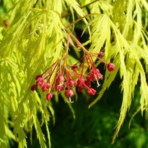 Japanse esdoornboom met groen en rood blad op kleigrond.