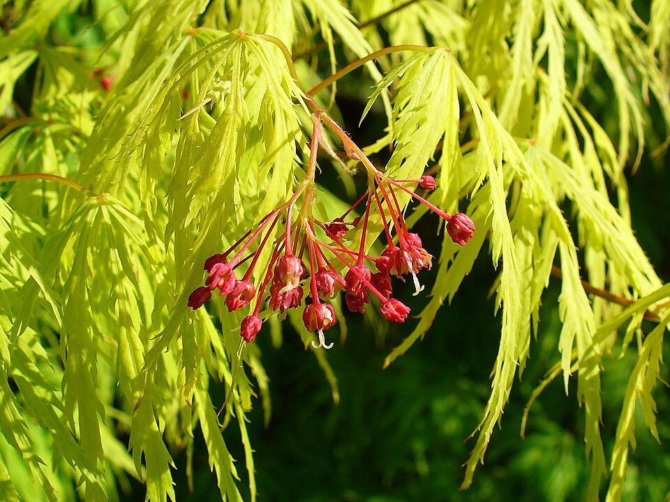 Japanse esdoornboom met groen en rood blad op kleigrond.