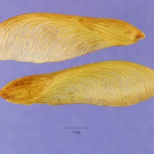 Zilveresdoorn zaden op een witte achtergrond.