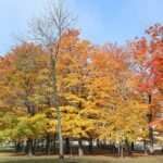 Suikeresdoorn boombladeren in herfstkleuren tegen blauwe lucht.