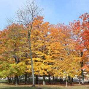 Suikeresdoorn boombladeren in herfstkleuren tegen blauwe lucht.