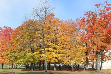 Suikeresdoorn boombladeren in herfstkleuren tegen blauwe lucht.