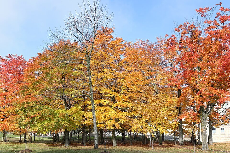 Suikeresdoorn boombladeren in herfstkleuren tegen blauwe lucht.