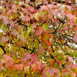 Acer tataricum subsp. ginnala boom met rode herfstbladeren