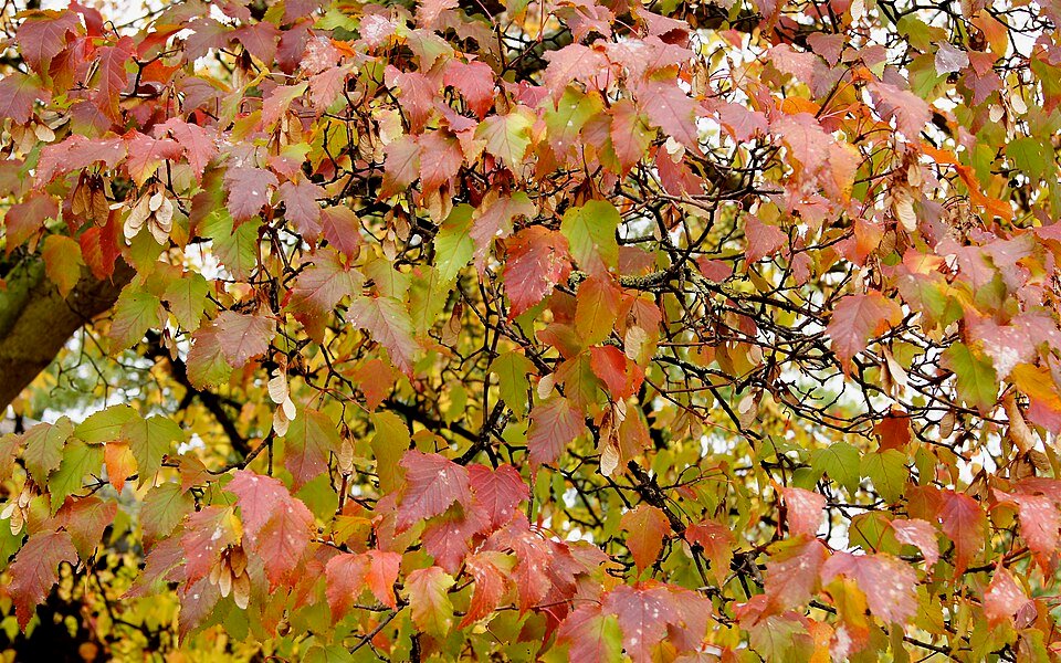 Acer tataricum subsp. ginnala boom met rode herfstbladeren