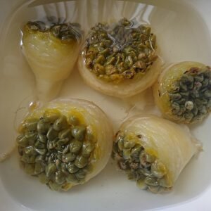 Neowerdermannia vorwerkii cactus met langwerpige groene stekels en kleine witte bloemen.