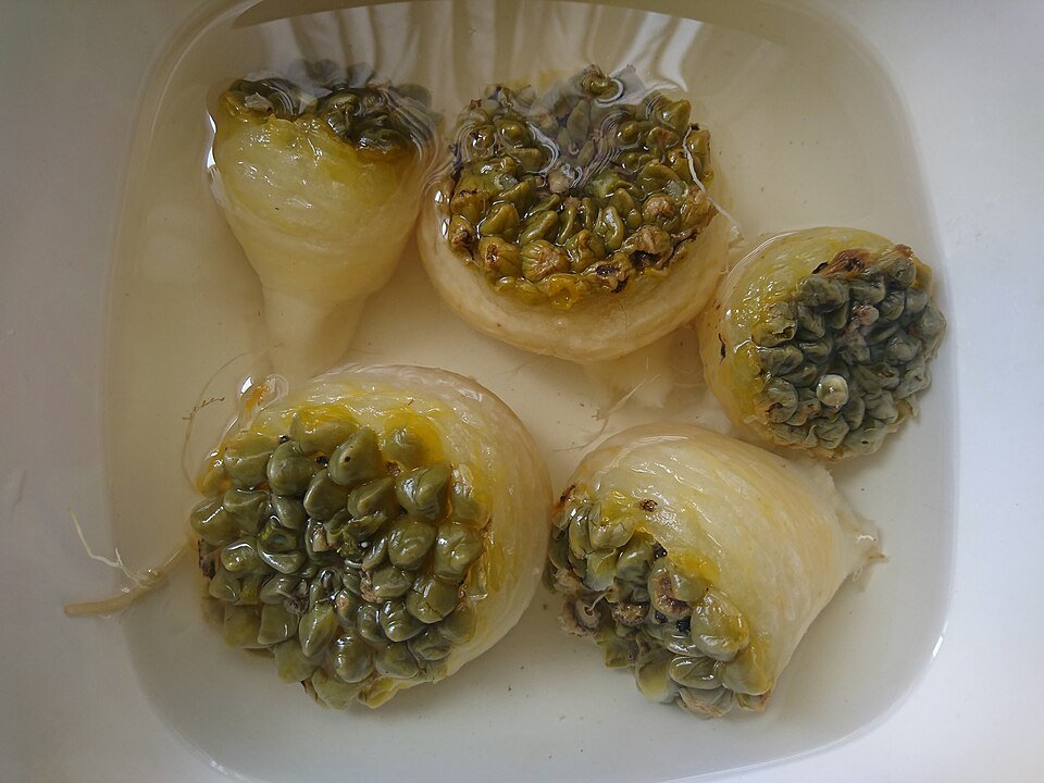 Neowerdermannia vorwerkii cactus met langwerpige groene stekels en kleine witte bloemen.