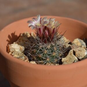 Escobaria aguirreana cactus met helderroze bloemen in bloei, omringd door groene stekelige stelen.