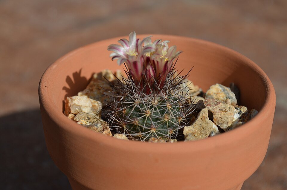 Escobaria aguirreana cactus met helderroze bloemen in bloei, omringd door groene stekelige stelen.