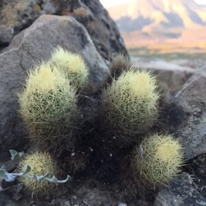 Pink Acharagma roseanum cactus blooming on stone background.