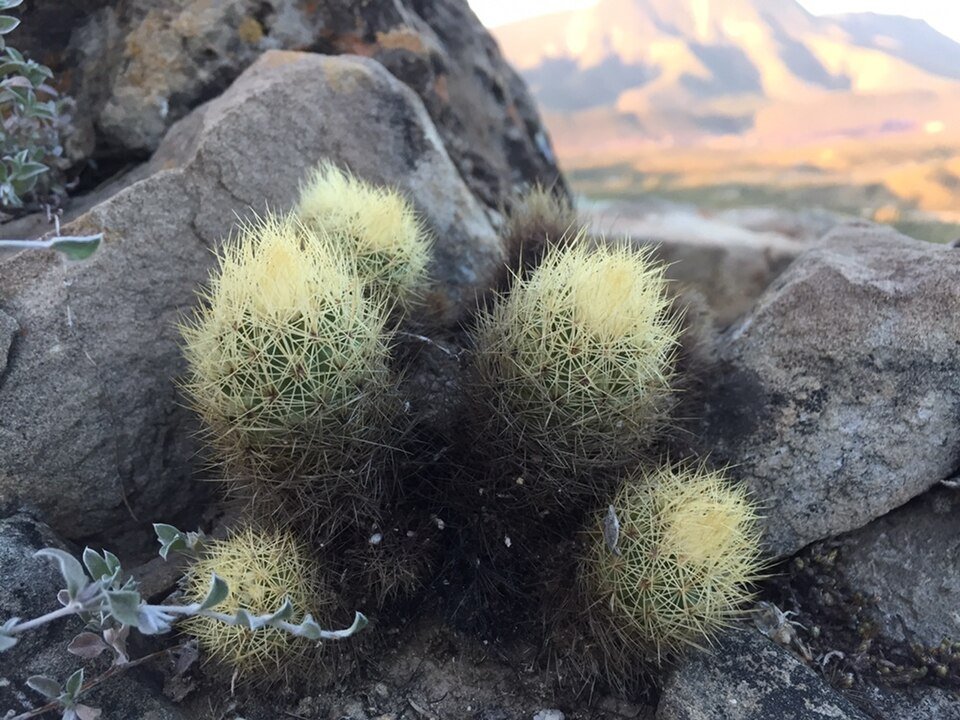 Pink Acharagma roseanum cactus blooming on stone background.