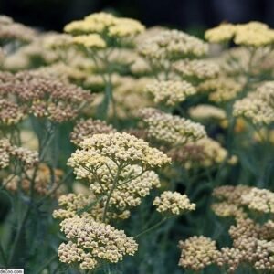 Terracotta Achillea bloemen in diepe aardetinten.
